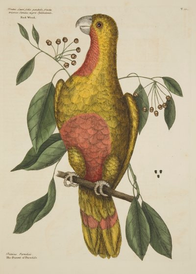 Il pappagallo del paradiso, da The Natural History of Carolina, Florida and the Bahama Islands, 1731 da Mark Catesby